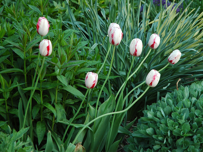 Tulipa-candy cane frm.jpg